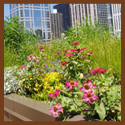 "Improve" Green Roof In Chicago