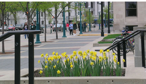 Subject: Daffodils in front of Madison Municipal Building; Location: Madison, WI; Date: 2005; Photographer: Carrie Scherpelz